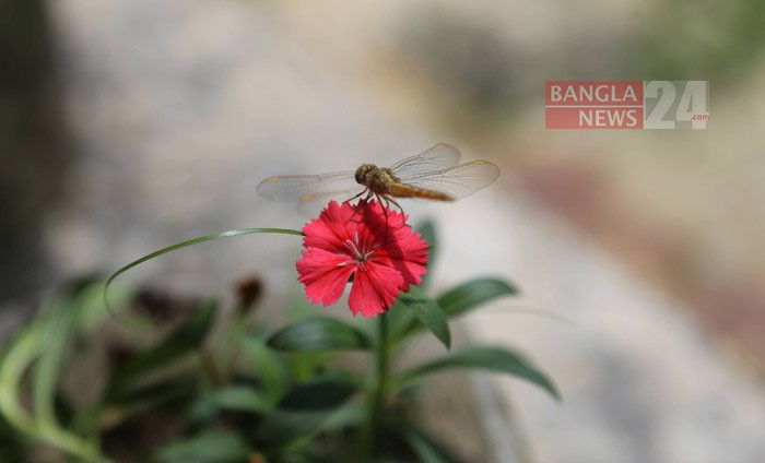 ফুলের সুবাস নিচ্ছে ফাস ফড়িং। সিলেট থেকে ছবিটি তুলেছেন শাহ আহলান মউদুদ।